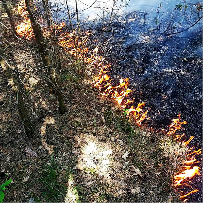 Pożar lasu może spowodować straty olbrzymich rozmiarów