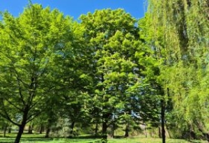 O zieleń miejską zadba Pol-Trak