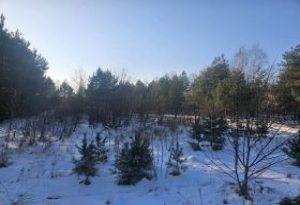 Po opał do swojego lasu