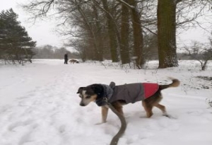 Zimą zwierzęta łatwo nie mają  