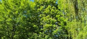 O zieleń miejską zadba Pol-Trak