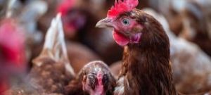 Drób na cenzurowanym