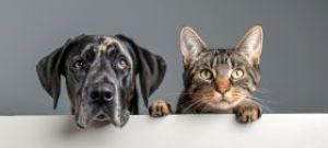 By zmniejszyć bezdomność zwierząt