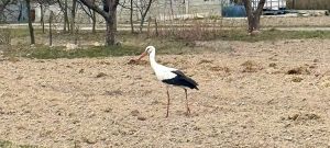 Bociany już są!