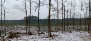 Wycinka lasu w okolicach Białej Góry