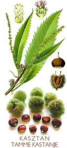 kasztan
