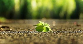 four leaf clover 3336774 640