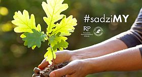 sadzimy