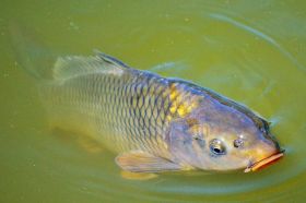 karp