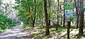 puszcza