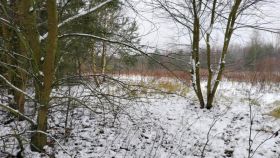 Pan Wiesław stara się o&nbsp;zgodę na&nbsp;wycinkę kilkunastu drzew na&nbsp;swojej działce, żeby mieć dojazd do&nbsp;pola uprawnego