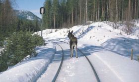 Łosie wychodzą na&nbsp;tory nie tylko w&nbsp;Skandynawii. W&nbsp;Polsce też coraz częściej wpadają pod pociągi 