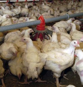 Mieszkańcy Twardej nie chcą kurników w&nbsp;pobliżu rozbudowującego się osiedla