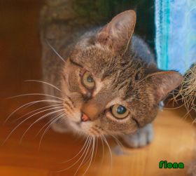 Kotka Fiona czeka na&nbsp;dom