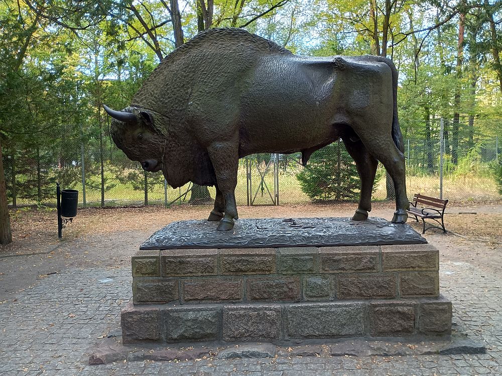 Gmina nie chce zamykać dostępu do&nbsp;żubra, tylko chronić park wokół symbolu Spały przed dewastacją przez dziki