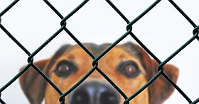 Za nieodpowiedzialność ludzi płacą zwierzęta