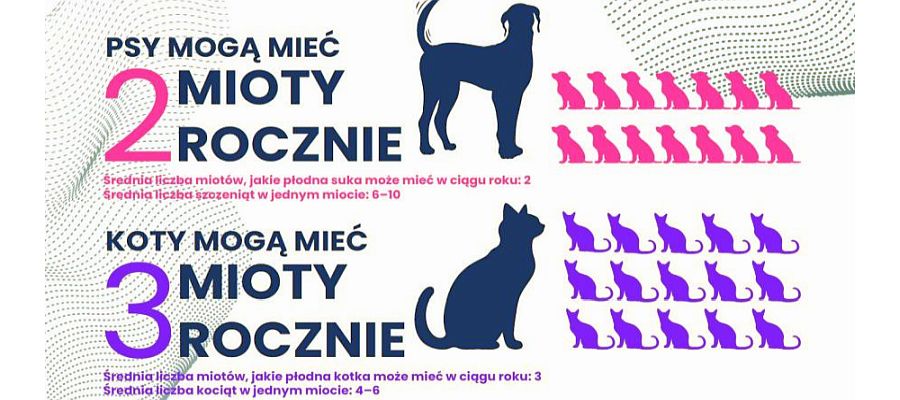 W walce z bezdomnością zwierząt istotnym aspektem jest sterylizacja tych, które dom mają (fot. Fundacja Wilcze Sioło, za: osiek.gda.pl)