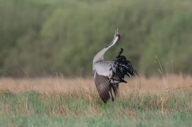 Klangor żurawi zwiastuje wiosnę