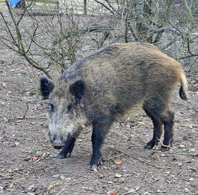 Dziki nie boją się ludzi. Wchodzą na&nbsp;posesje. Sieją postrach wśród mieszkańców