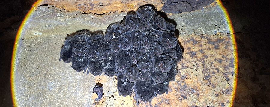 Nietoperzy w schronach kolejowych w Konewce i Jeleniu jest coraz więcej (fot. Ogólnopolskie Towarzystwo Ochrony Przyrody)