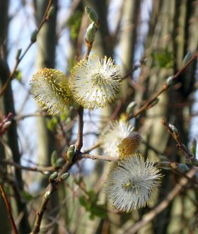 1 marca rozpoczyna się wiosna meteorologiczna