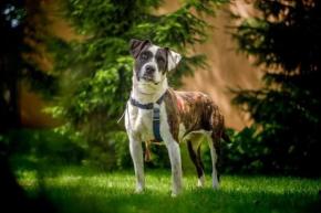 Psy i&nbsp;Kot do&nbsp;adopcji