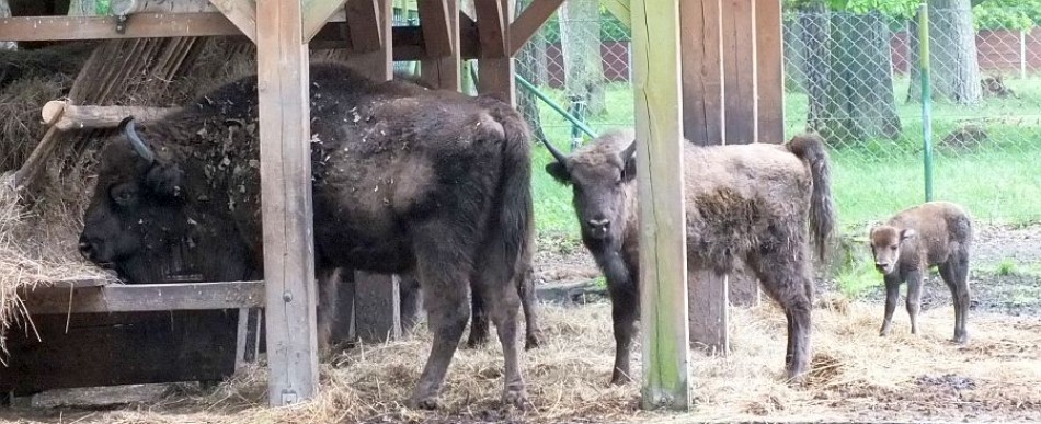 Ośrodek w Smardzewicach ma wielkie zasługi dla hodowli żubrów w Polsce